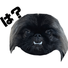 ペキニーズの風さま