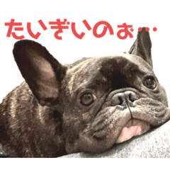 フレンチブルドッグむさおじゃけ。