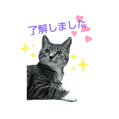 ねこ×佐世保弁