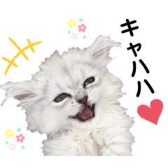 ペルシャ猫チンチラーズ　〜すめすふする〜