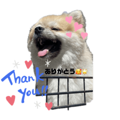 たぬきちのきもち