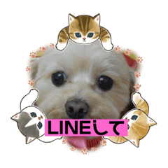 ココア＆めいだょ4