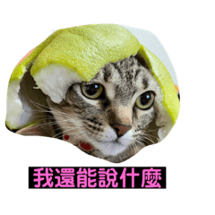 CAT CAT CAT 2022 live in love