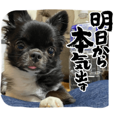 NEWチョコミント2