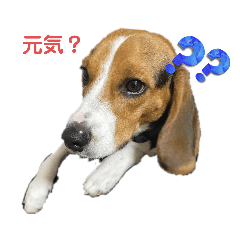 わんぱくビーグル２