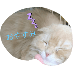 シフォンの挨拶日常