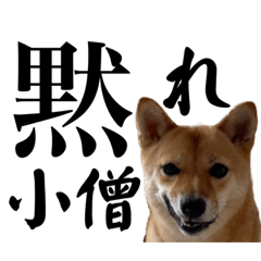 豆柴イネさん♀その3