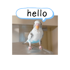 インコのハル2(Lラインスタンプメーカー)