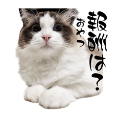 ねこさいず　ルー　第1弾