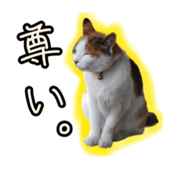 三毛猫うめのスタンプ