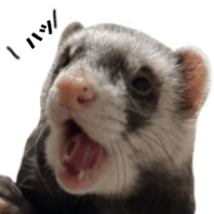 フェレズスタンプ③ 敬語・丁寧語編