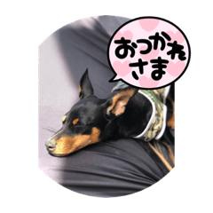 ミニピン スタンプ ペット犬