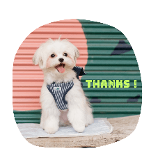 チワマルのミンちゃん