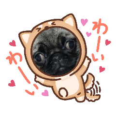 リアル♡パグちゃん
