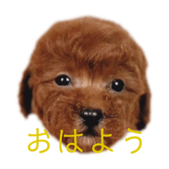 【日常会話】可愛いトイプードル