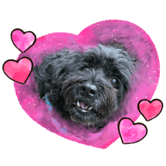 ワンちゃんズだよ！