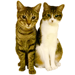 キジとらニャンコ❤️