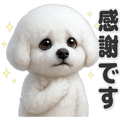 【敬語】使いやすい！ビションフリーゼ