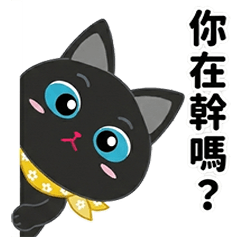 ゼロゼロ猫の日常