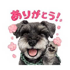 毎日わんこミニシュナ②