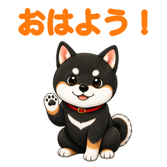 黒柴コタッチ