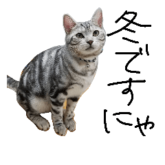 アメショのビビくん⑪withチョコくん(冬版)