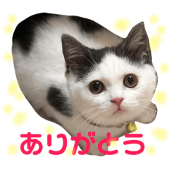 ラム凛フクたらこスタンプ