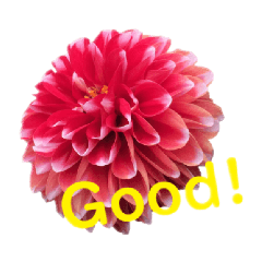 生花でカラフルにシンプルメッセージ