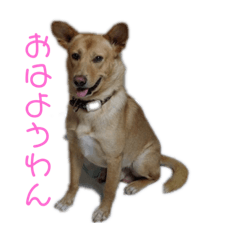 one oh one familyスタンプ