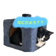 しろくろゴロちゃん