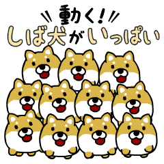 動く！しば犬がいっぱい