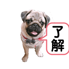 パグ犬小鉄