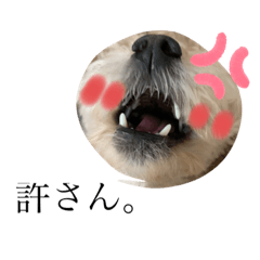 わんこと見せかけた私の気持ち