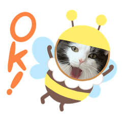 ネコのがんも その5