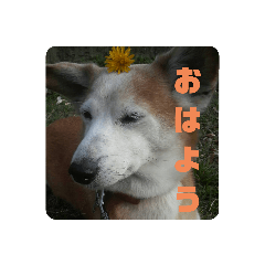 はまぐちけのクッキー