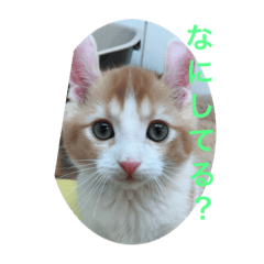 イケメンシュー君