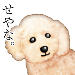 プーちゃんのリアルな日常