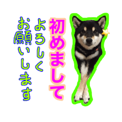 黒柴　リクとスタンプ　