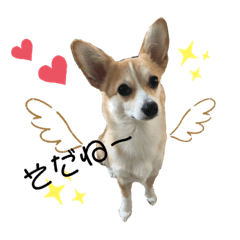 チワワコーギーのミルク