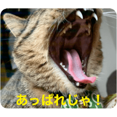 ネコスタジアム