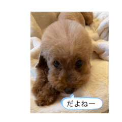 トイプードル　かわいい