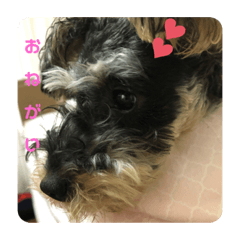 わたしはルアナ