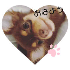 毎日かわいいちわっくすちゃちゃ