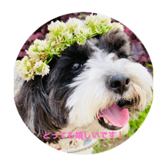 コッカプー★こまちゃんのスタンプ