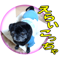 黒パグのドラたん側で4