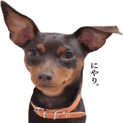 ミニピンこむぎのスタンプ②