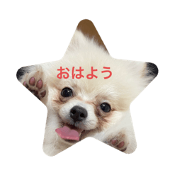 ポメラニアンのあんみつくん