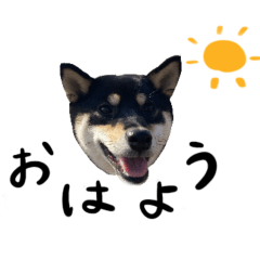 豆柴りんちゃん。2