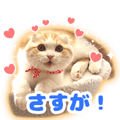 猫の「うなちゃん」