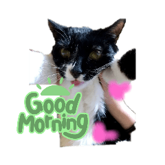 みいすけちゃん